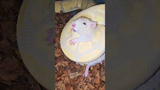 Snake Kills Rat In Less Than 60 Seconds [upl. by Eirac]