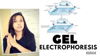 DNALC Short Gel Electrophoresis [upl. by Hnahc]