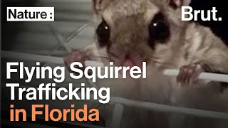 The Flying Squirrel Trafficking Ring in Florida [upl. by Claudelle]