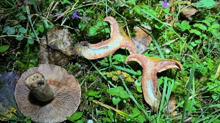 Lactarius sanguifluus October 8 2024 [upl. by Bennion]