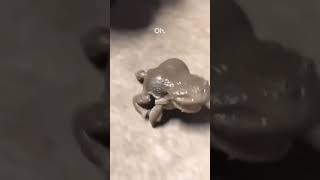 Scary 😱 and Hilarious🥶 screaming of Frog 🐸 Real sound of Western Clawed Frog 🐸 animals frog sound [upl. by Voleta]