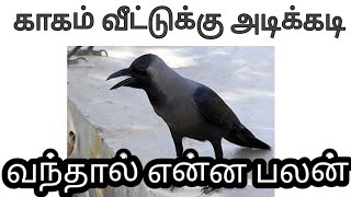 காகம் தலையில் கொத்தினால் 🤔 வீட்டுக்கு காகம் அடிக்கடி வந்தால் என்ன பலன் [upl. by Gamaliel]