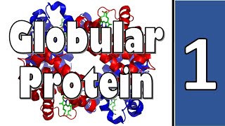 Myoglobin amp Hemoglobin  Biochemistry  سنة أولى طب  كيمياء الحياتية  M1000  10 [upl. by Bernie]