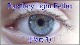 Pupillary light reflex pathway  Part 1 Including Sample Questions [upl. by Woodhead]