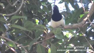 Cyanocorax chrysops JdBotanicoSP BR 6 6 15 ASilveira xvid [upl. by Eizdnil]