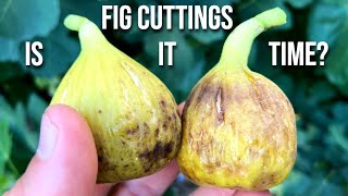 When to Take Fig Cuttings [upl. by Connor259]