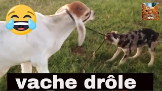 Vidéo animaux drôle 3 Vache à mourir de rire [upl. by Sheffie]