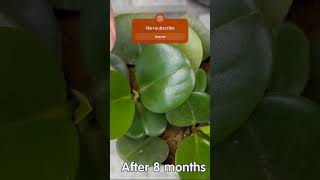 quotPeperomia Obtusifolia The Ultimate Guide to Growing and Caring for the Baby Rubber Plantquot [upl. by Yrad]