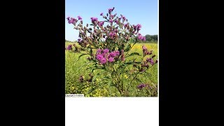 Growing New York Ironweed From Seed Vernonia Noveboracensis [upl. by Kolosick]