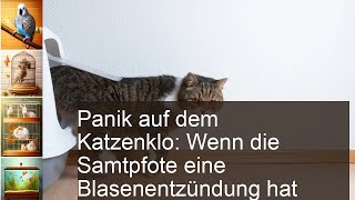 Blasenentzündung Katze und Kater helfen [upl. by Hamforrd]