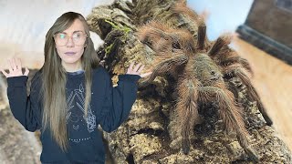 the WORST hair kicking tarantula gets rehoused  again [upl. by Hausmann]