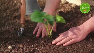 Heerlijk zoete en sappige aardbeien kweken [upl. by Kaete]