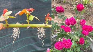 Thử trồng hoa hồng bằng cành  How to grow roses with branches [upl. by Notla890]