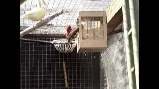 singing mexican rosefinch mexicaanse roodmus [upl. by Aidul]