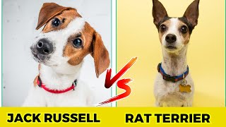 jack russell terrier vs rat terrier  Top 10 Difference [upl. by Dunson]