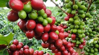 Nuevos Métodos para el Trabajo con Café  TvAgro por Juan Gonzalo Angel [upl. by Ajin299]