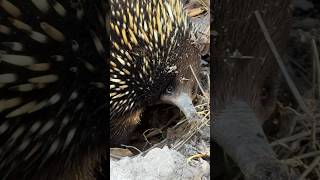 Echindnes animal never seen aggressive wildlifephotography wildlife animals echidna [upl. by Nierman]