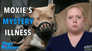 Moxie the Pit Bulls Mystery Illness [upl. by Sally237]