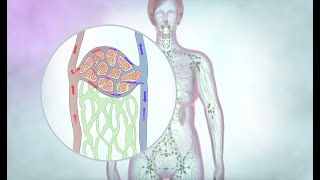 The lymphatic drainage system  Cancer Research UK [upl. by Lubba774]