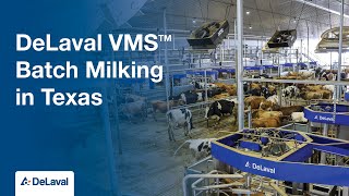 DeLaval VMS™ Batch Milking in Texas [upl. by Joice47]