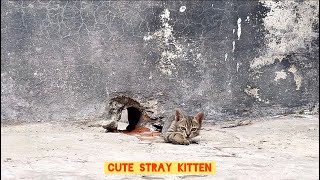 rescued stray kitten’s first playtime Adorable amp hilarious moments 😺 [upl. by Atinele]