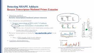 Selective 2 Hydroxyl Acylation Analyzed By Primer Extension SHAPE [upl. by Gatian]