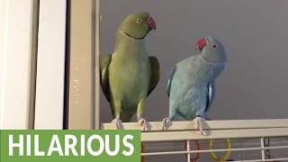 Parakeet brothers engage in full length conversation [upl. by Chaworth]