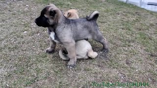 Kangal Turkish Kangal Puppies [upl. by Assilrac]