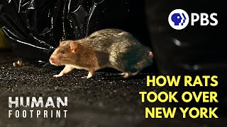 How NYC Became a Rat Kingdom 🐀 [upl. by Ycnuahc]