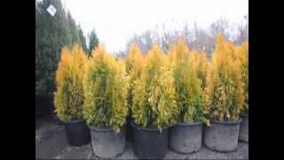 Forever Goldy® Arborvitae Thuja plicata 4EVER [upl. by Oremo]