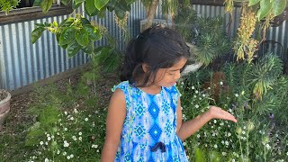 Cherry and Grapevine farms in Mudgee 😄😄 [upl. by Nirrej]