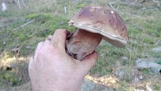 Boletus Edulisboletus PinicolaAlta montañaPinosfunghi porciniMushroomsChampignons🌲👌🍄8102023 [upl. by Malchy168]