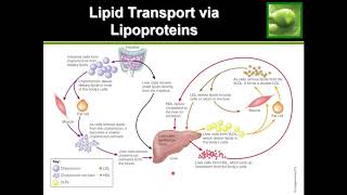 All About Cholesterol amp Lipoproteins LDL HDL VLDL [upl. by Sikram502]