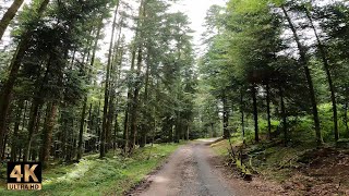 Summer drive thru the Vosges Mountains [upl. by Samaj800]