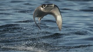 INCREDIBLE FLYING RAYS [upl. by Fronnia694]