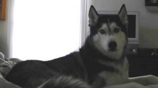 Mishka the Talking Husky Sings  quot I love you quot [upl. by Anisah]