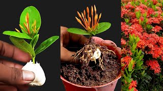 Grow Ixora from cuttings  Grow fast using Garlic  Rangan flower plant [upl. by Artemis]