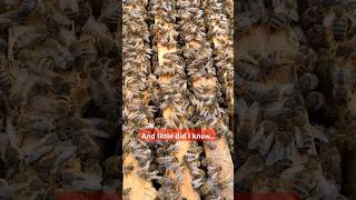 I tried beekeeping animals bees uk nature funny smoke beekeeping facts comedy summer [upl. by Airel]