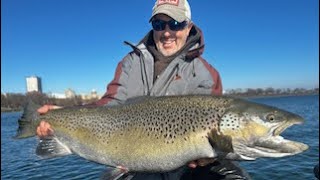 Giant Brown Trout Milwaukee [upl. by Gora]