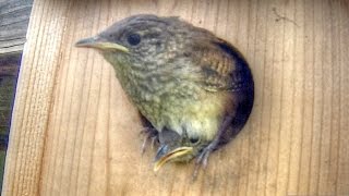 Cute Baby Wrens Leave The Nest Box [upl. by Nalo]