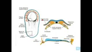 embryologie de lappareil cardio vasculaire partie 1 [upl. by Wardlaw]