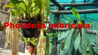 How to mount Pholidota imbricata [upl. by Eisak751]