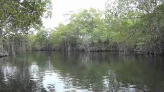 Black River Crocodiles Tour Saint Elizabeth Jamaica [upl. by Atiuqiram]