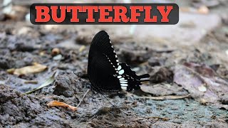 Beautiful Butterfly doing unusual thing [upl. by Annabella472]