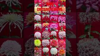 chrysanthemum guldaudi gadawari flowers feedshorts viral [upl. by Atsiuqal]