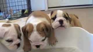 Baby English Bulldog Puppies [upl. by Rifkin]