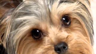 JR  the yorkie with a neurological disorder [upl. by Vallery235]