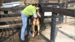 Tanglewood Farm Miniatures Palpating Miniature Jersey Heifer [upl. by Eilesor]