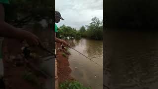 best fishing video Barramundi fishing 🎣 goaIndiaanglerTop water explosion strike2022 [upl. by Cirilo]