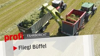 Nimmersatter Büffel Fliegl ÜberladeLadewagen  profi Fahrbericht [upl. by Raven]